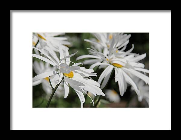 Daisy Framed Print featuring the photograph Windy Day Shasta Daisy Flowers by Jennie Marie Schell