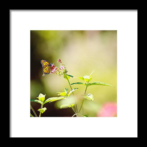 Monarch Framed Print featuring the photograph Winglight by Joel Olives