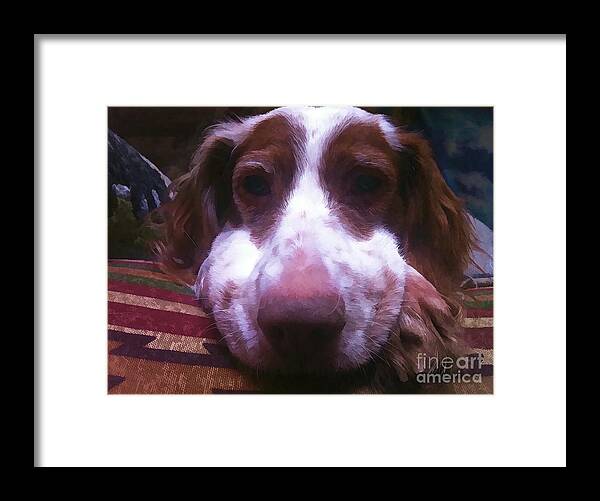 Brittany Spaniel Framed Print featuring the photograph Winston's Nose by Xine Segalas
