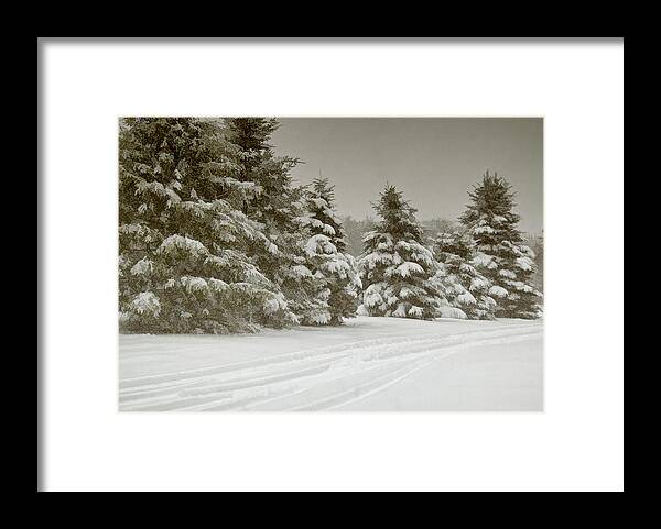 Pines Framed Print featuring the photograph Winter Trees by Cathy Kovarik