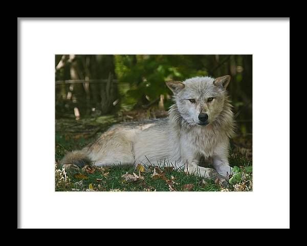 Wolf Framed Print featuring the photograph Wolf by Cale Best