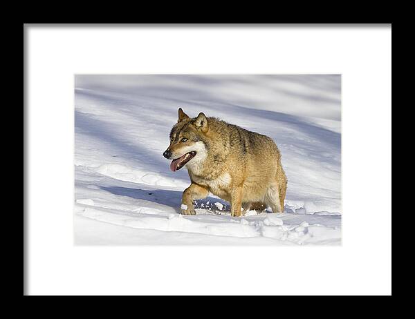 Mp Framed Print featuring the photograph Wolf Canis Lupus Walking In Snow by Konrad Wothe