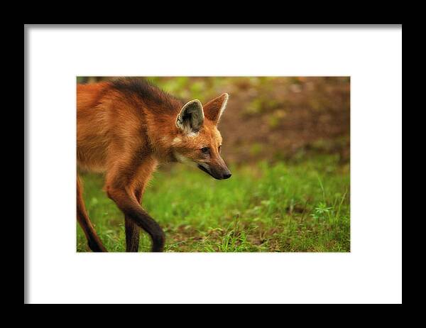 Maned Wolf Framed Print featuring the photograph Wolf Strut by Karol Livote