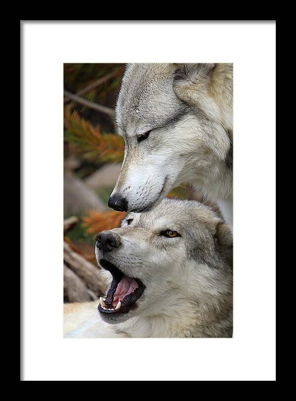 Wolf Art Framed Print featuring the photograph Wolf Talk by Steve McKinzie