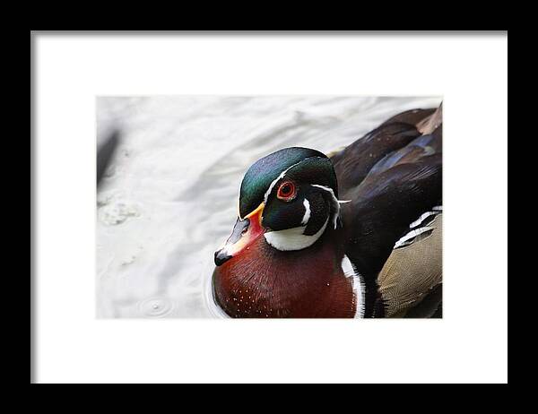 Wood Duck Framed Print featuring the photograph Wood Duck by Jeanne Andrews