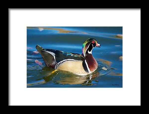 Wood Duck Framed Print featuring the photograph Wood Duck Morning by Stephen Johnson