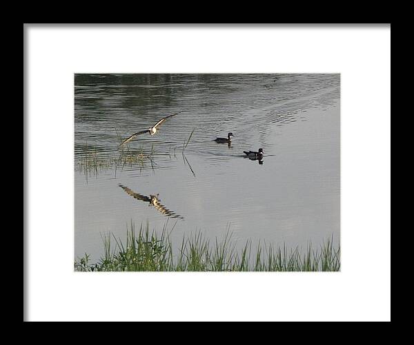 Wood Ducks Framed Print featuring the photograph Wood Ducks At Peace by Kim Galluzzo Wozniak