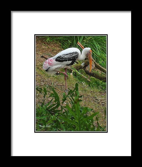 Wood Framed Print featuring the photograph Wood Stork by Farol Tomson
