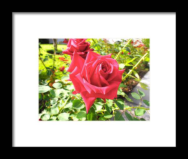 Woodland Hills California Rose Framed Print featuring the pastel Woodland Hill Rose by Joseph Mora