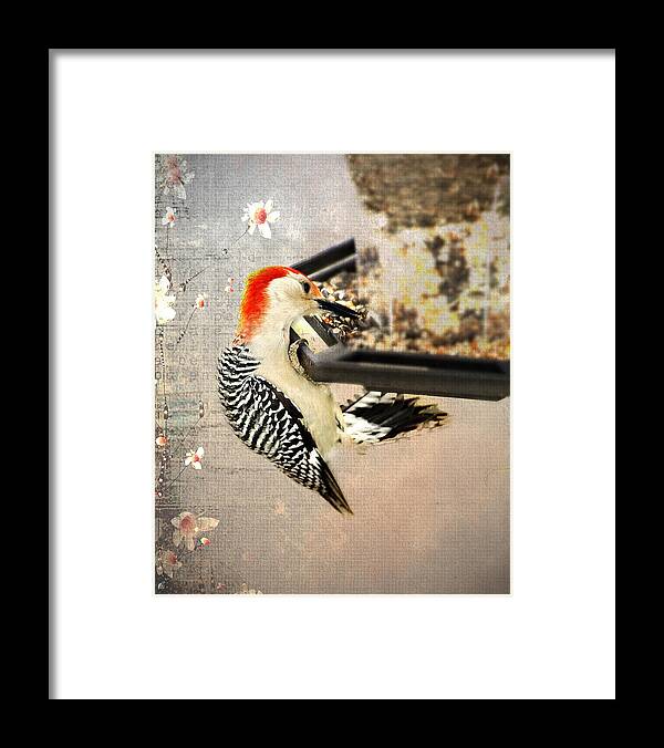 Bird Framed Print featuring the photograph Woodpecker by Kathy Jennings