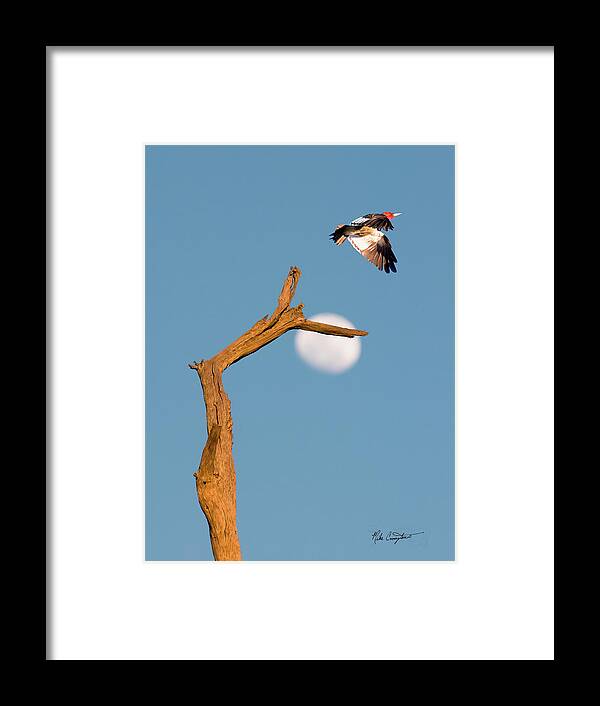 Woodpecker Framed Print featuring the photograph Woody flying by the Moon by Mike Covington