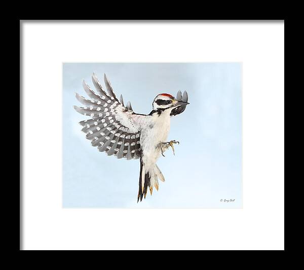 Nature Framed Print featuring the photograph Woody Junior by Gerry Sibell
