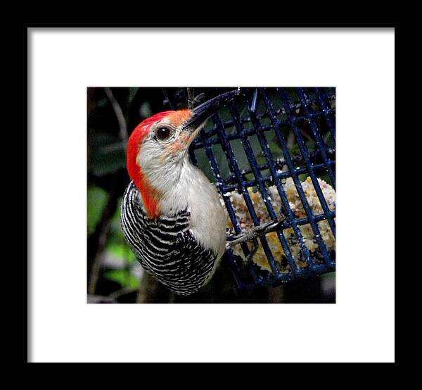 Red Framed Print featuring the photograph Woody Woodpecker by Kim Galluzzo Wozniak