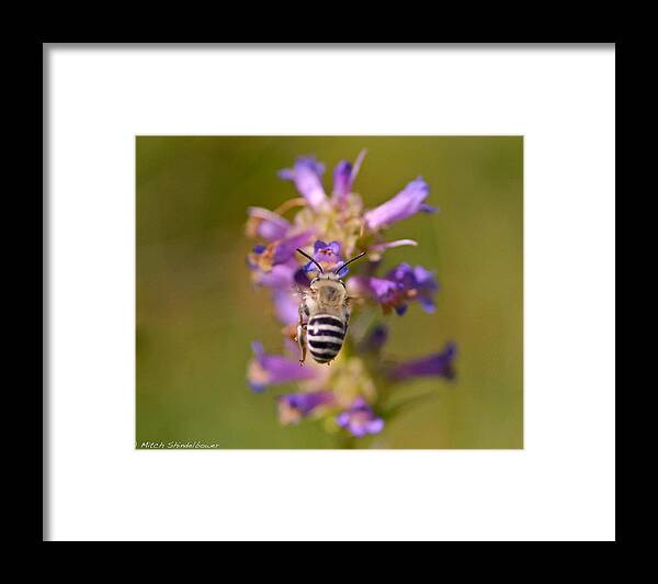 Bee Framed Print featuring the photograph Worker Bee by Mitch Shindelbower