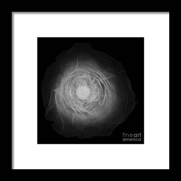 Radiograph Framed Print featuring the photograph X-ray Of A Rose by Ted Kinsman