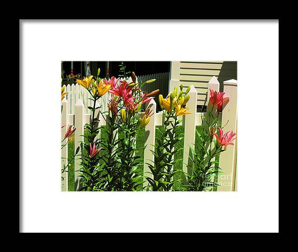 Deep Pink And Yellow Day Lillies In Front Of Picket Fence Framed Print featuring the digital art Yellow and Pink Day Lillies by Annie Gibbons