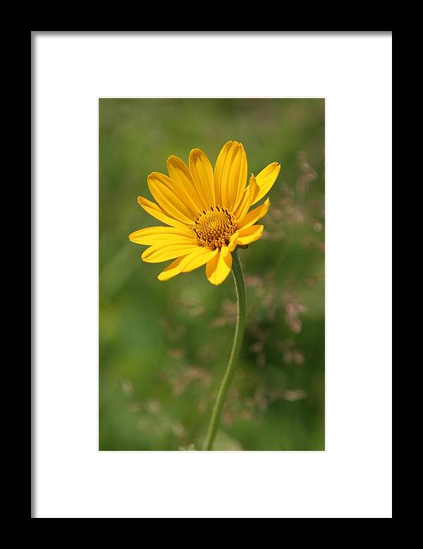 Yellow Framed Print featuring the photograph Yellow Aster by Rick Rauzi