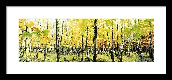 Nature Framed Print featuring the photograph Yellow birches by Ulrich Kunst And Bettina Scheidulin