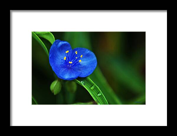 Flowers Framed Print featuring the photograph Yellow Blue And Raindrops by Ed Peterson