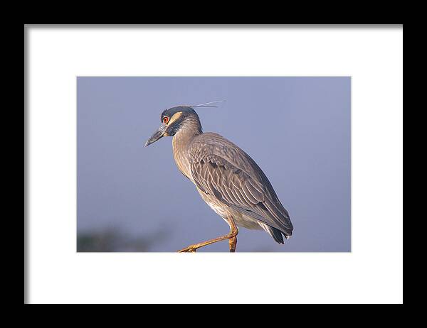 Great Framed Print featuring the photograph Yellow Crowned Night Heron by Brian Wright