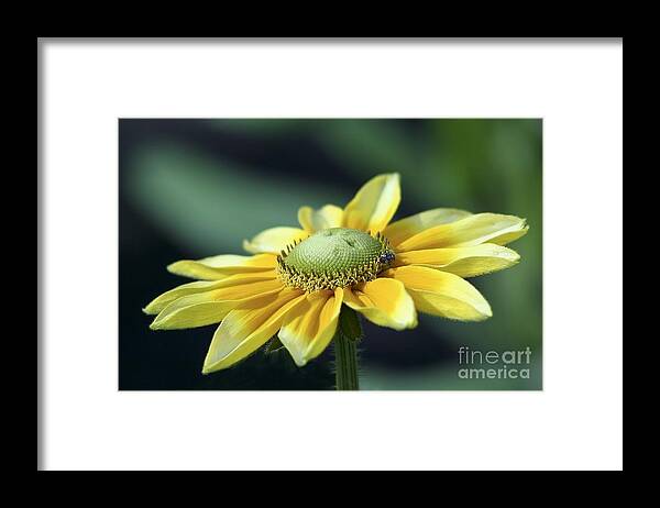 Flower Framed Print featuring the photograph Yellow Daisy by Teresa Zieba