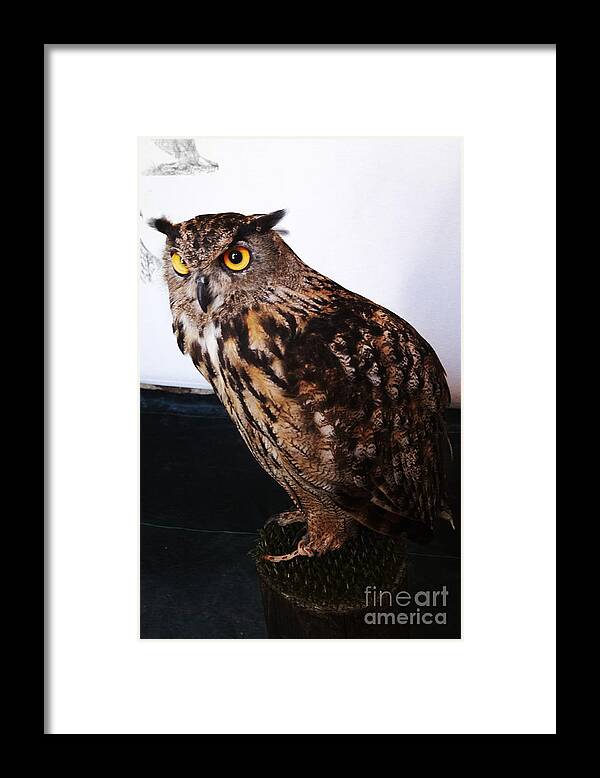 Buho Framed Print featuring the photograph Yellow-eyed owl side by Agusti Pardo Rossello