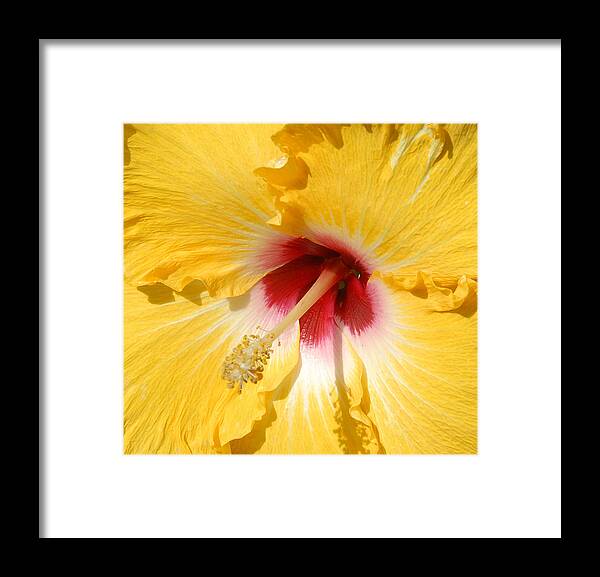 Flora Framed Print featuring the photograph Yellow Fellow by Cindy Manero