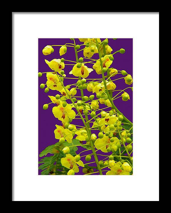 Yellow Framed Print featuring the photograph Yellow flower by Manuela Constantin