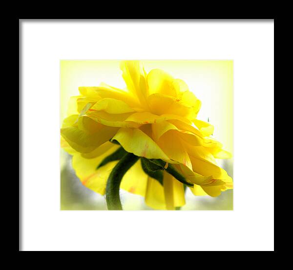 Ranunculus Framed Print featuring the photograph Yellow Glow In The Sun by Kim Galluzzo