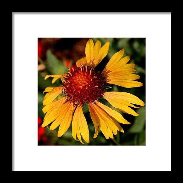 Flower Framed Print featuring the photograph Yellow Glow by Karen Harrison Brown