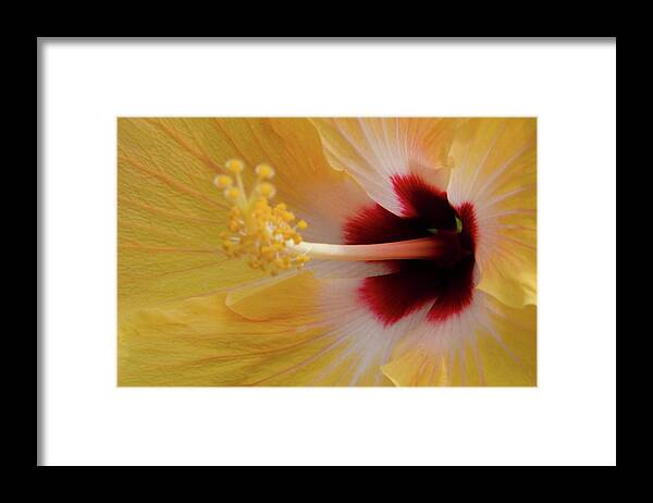 Hibiscus Framed Print featuring the photograph Yellow Hibiscus by Jessica Brooks