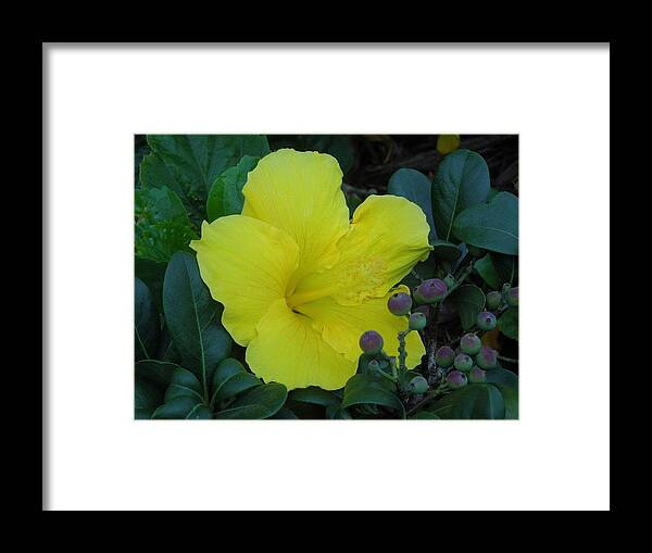 Yellow Framed Print featuring the photograph Yellow Hibiscus With Berries by Chad and Stacey Hall