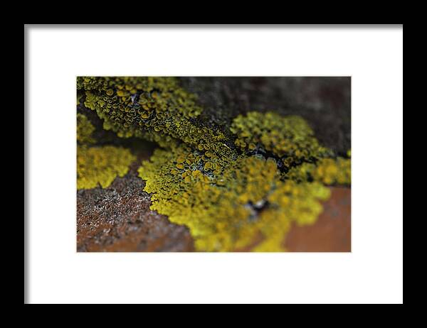 Lichen Framed Print featuring the photograph Yellow Lichen by Kate Hannon