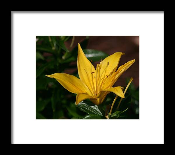 Yellow Framed Print featuring the photograph Yellow Lily by Bill Barber