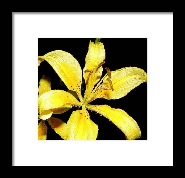 Yellow Framed Print featuring the photograph Yellow Lily by night by Kim Galluzzo