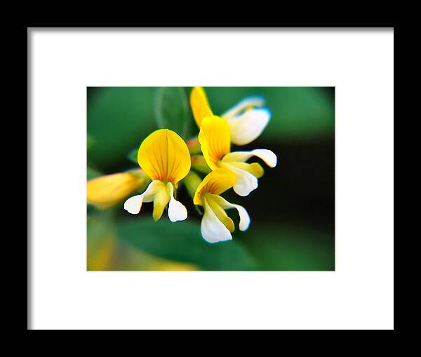 Yellow Flower Canvas Prints Framed Print featuring the photograph Yellow Macro by Wendy McKennon