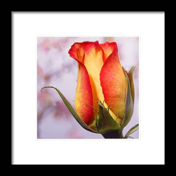 Yellow Rose Framed Print featuring the photograph Yellow Orange Rose by Mike McGlothlen