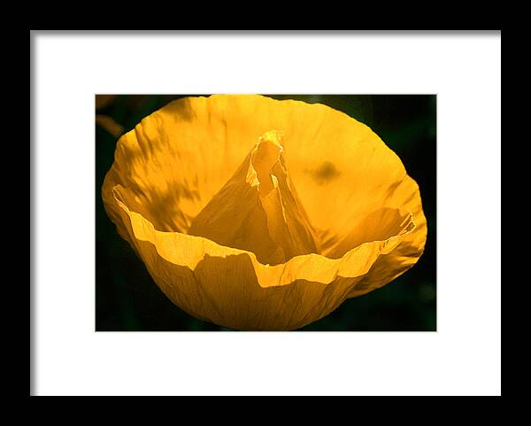 Background Framed Print featuring the photograph Yellow poppy flower by Emanuel Tanjala