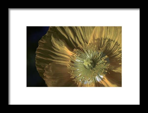 Poppy Framed Print featuring the photograph Yellow Poppy Shine by John and Julie Black