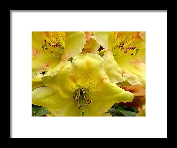 Yellow Framed Print featuring the photograph Yellow Rhododendron Trio by Peter Mooyman