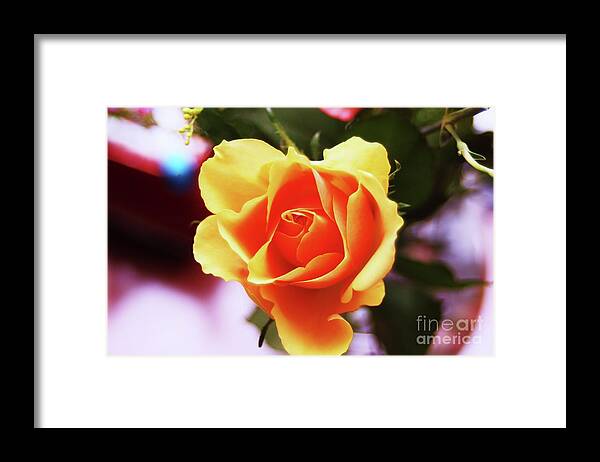 Rose Yellow Flora Flowers Framed Print featuring the photograph Yellow Rose  by Edgars Gasperovics