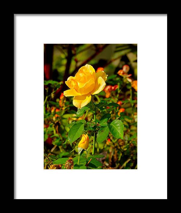 Rose Framed Print featuring the photograph Yellow Rose by Azthet Photography