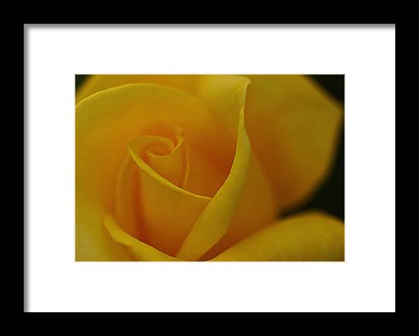 Yellew Rose Framed Print featuring the photograph Yellow Rose by Dorothy Cunningham