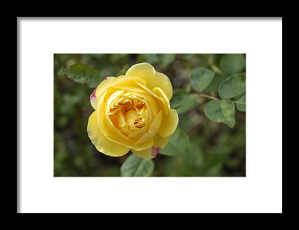 Rose Framed Print featuring the photograph Yellow rose by Matthias Hauser