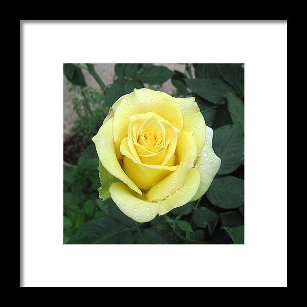 Yellow Rose Framed Print featuring the photograph Yellow Rose by Life Makes Art
