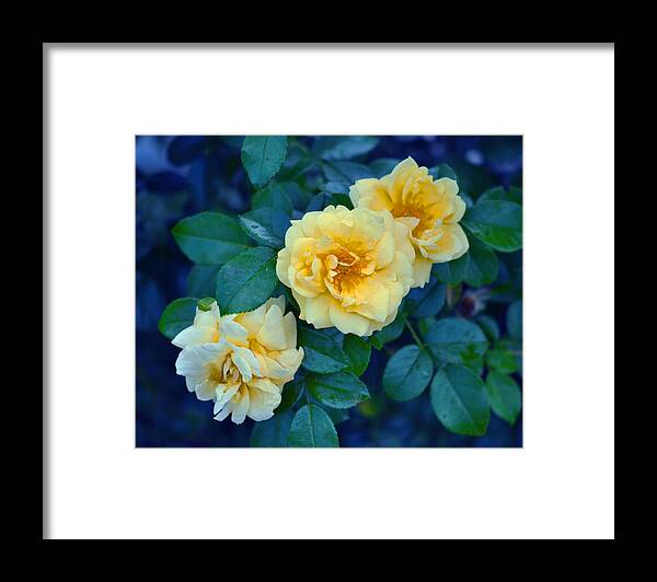 Rose Framed Print featuring the photograph Yellow Roses by Rodney Campbell