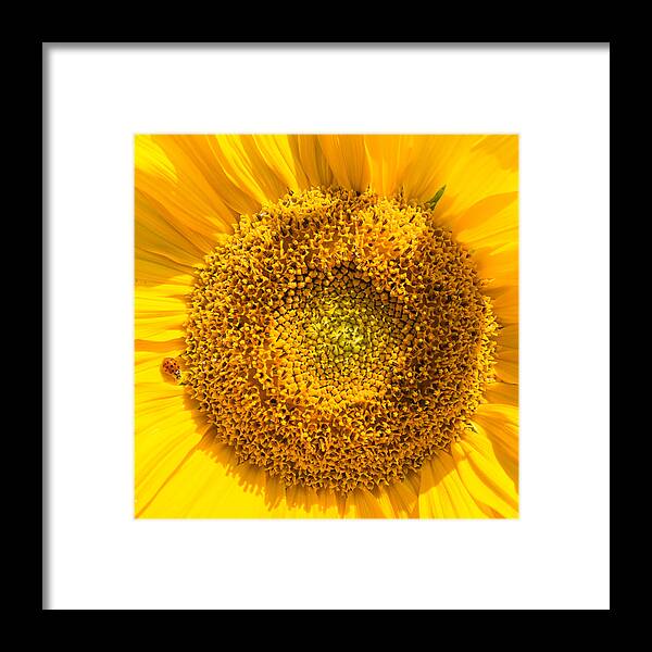 Sunflower Framed Print featuring the photograph Yellow sunflower with ladybug - square format by Matthias Hauser
