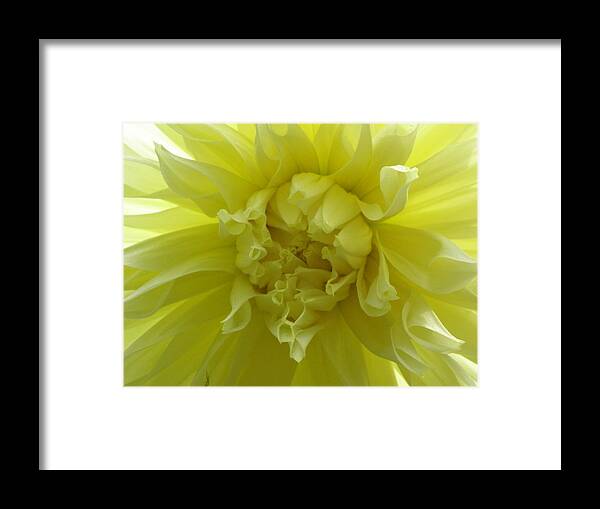 Yellow Framed Print featuring the photograph Yellow Sunshine by Kim Galluzzo Wozniak