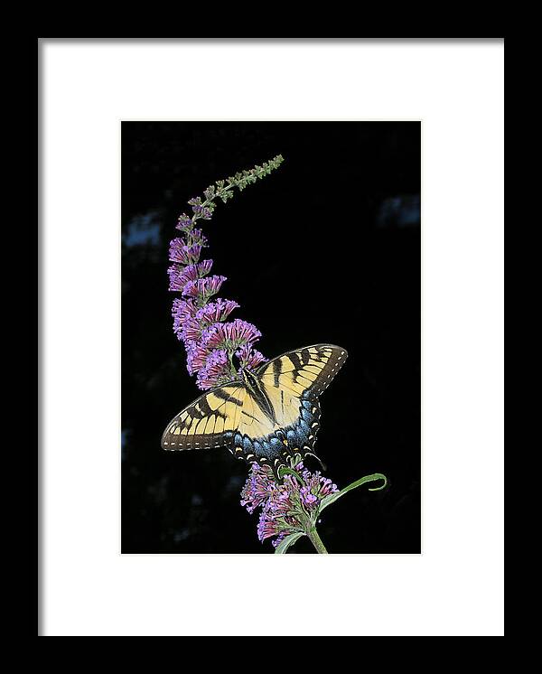 Butterfly Framed Print featuring the photograph Yellow Swallowtail by Steve Zimic