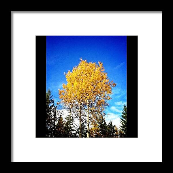 Blue Framed Print featuring the photograph Yellow Tree by Adam Lawrence